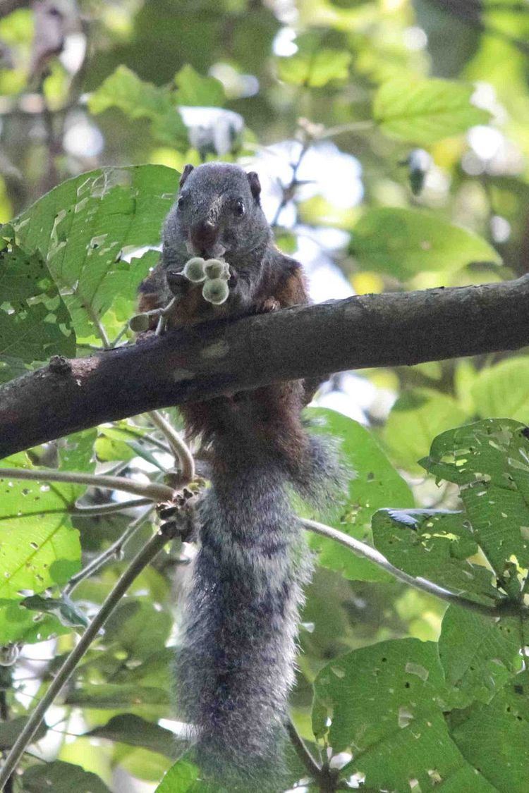 Forest giant squirrel
