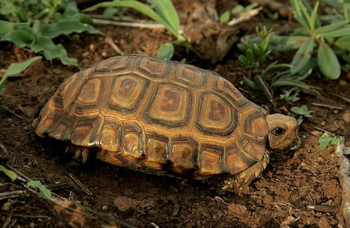 Forest hinge-back tortoise Forest Hingeback Tortoise for Sale Reptiles for Sale