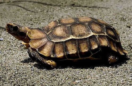 Forest hinge-back tortoise Forest Hingeback Tortoise Kinixys erosa