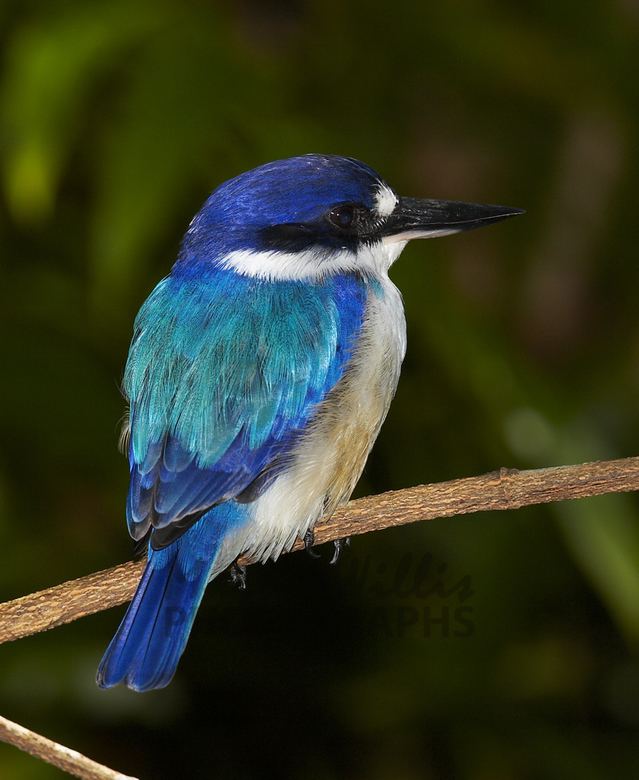 Forest kingfisher Buy Forest Kingfisher Image Online Print amp Canvas Photos Martin