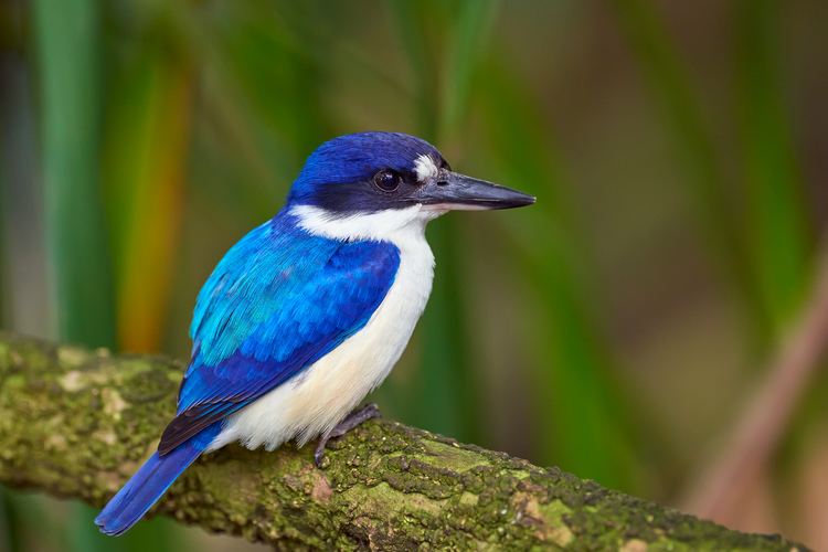 Forest kingfisher Forest Kingfisher