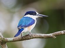 Forest kingfisher httpsuploadwikimediaorgwikipediacommonsthu