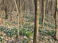 Forest of Haguenau httpsuploadwikimediaorgwikipediacommonsthu