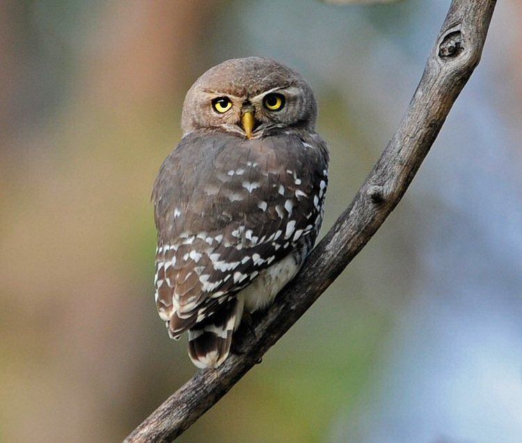Forest owlet Forest Owlet India39s Endangered