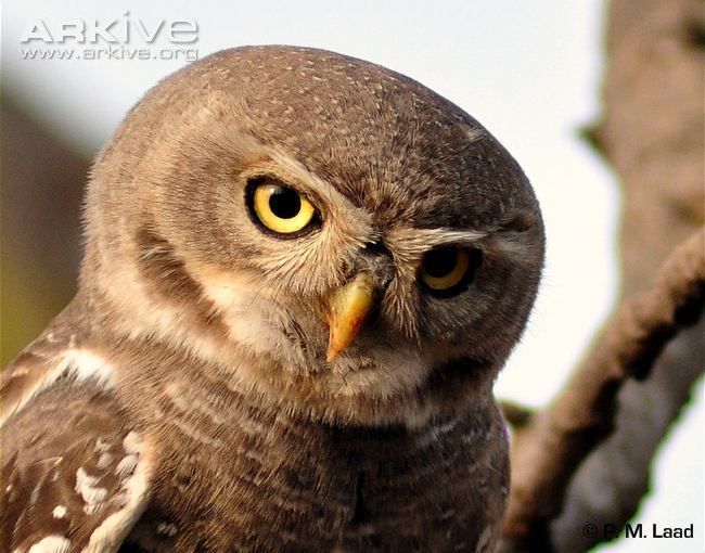 Forest owlet Forest owlet videos photos and facts Heteroglaux blewitti ARKive