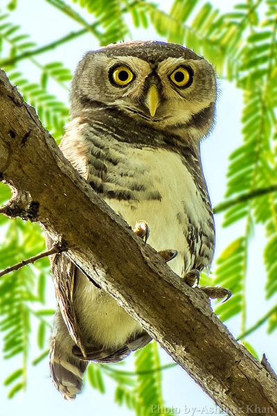 Forest owlet httpsuploadwikimediaorgwikipediacommons88