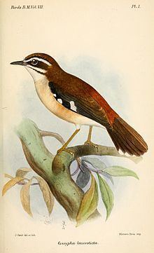 Forest scrub robin httpsuploadwikimediaorgwikipediacommonsthu