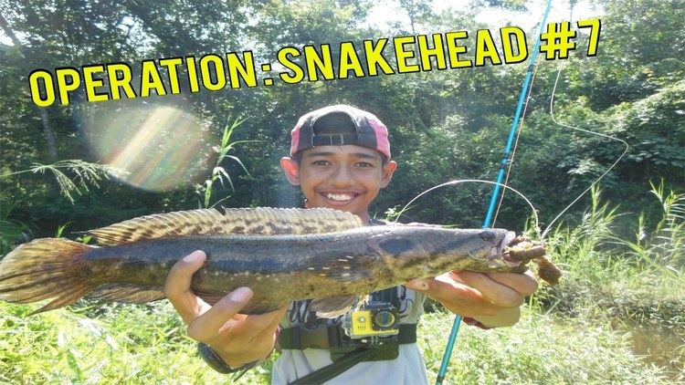 Forest snakehead Operation Snakehead 7 Forest Snakehead amp Striped Snakehead YouTube