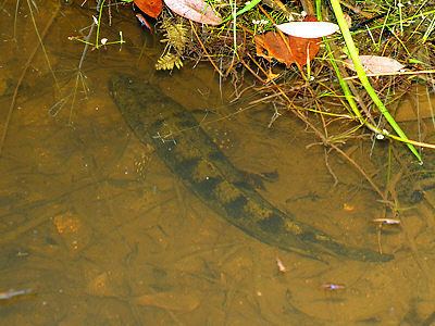 Forest snakehead Forest Snakehead Channa lucius