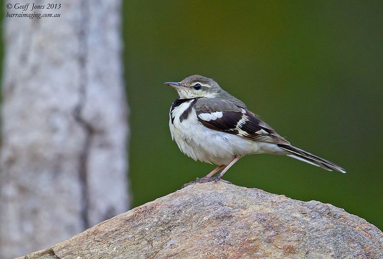 Forest wagtail Forest Wagtail Dendronanthus indicus Barraimaging