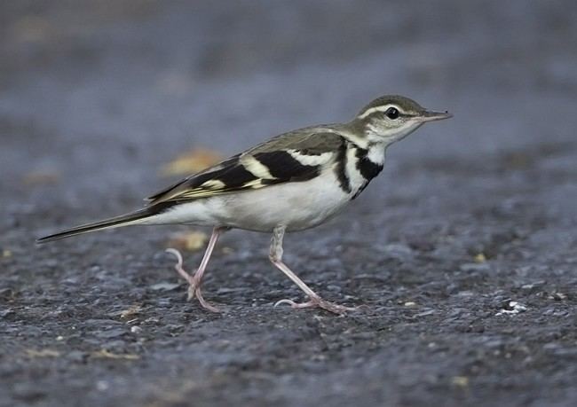 Forest wagtail Oriental Bird Club Image Database Forest Wagtail Dendronanthus
