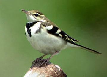 Forest wagtail Mangoverde World Bird Guide Photo Page Forest Wagtail Dendronanthus