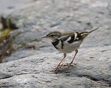 Forest wagtail Forest wagtail Wikipedia