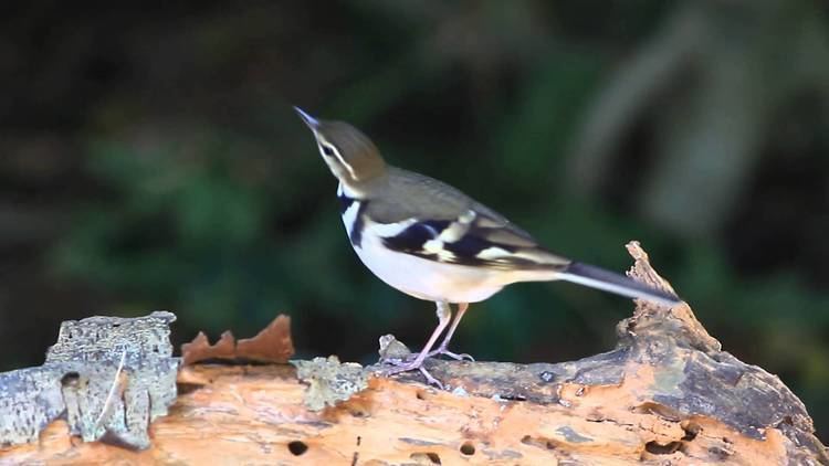 Forest wagtail Forest wagtail YouTube