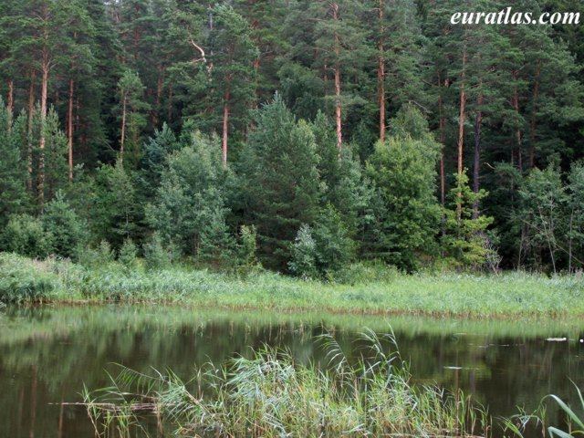 Forests in Lithuania Photos of Lithuania Pine Forest