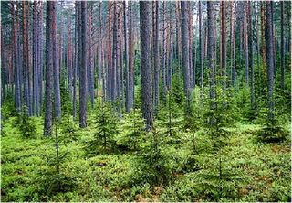 Forests in Lithuania forest for all all for forest articlesclips