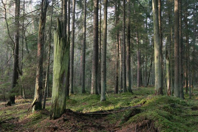 Forests in Lithuania Lithuanian fund for nature Forests