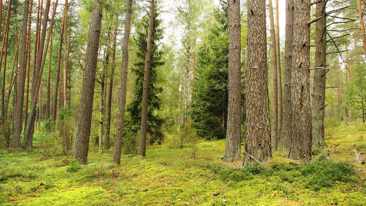 Forests in Lithuania Timbex Lithuanian forestry company