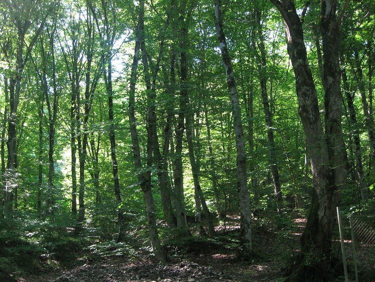 Forests of Azerbaijan
