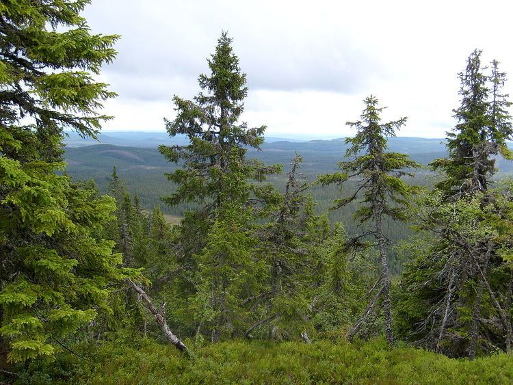 Forests of Sweden