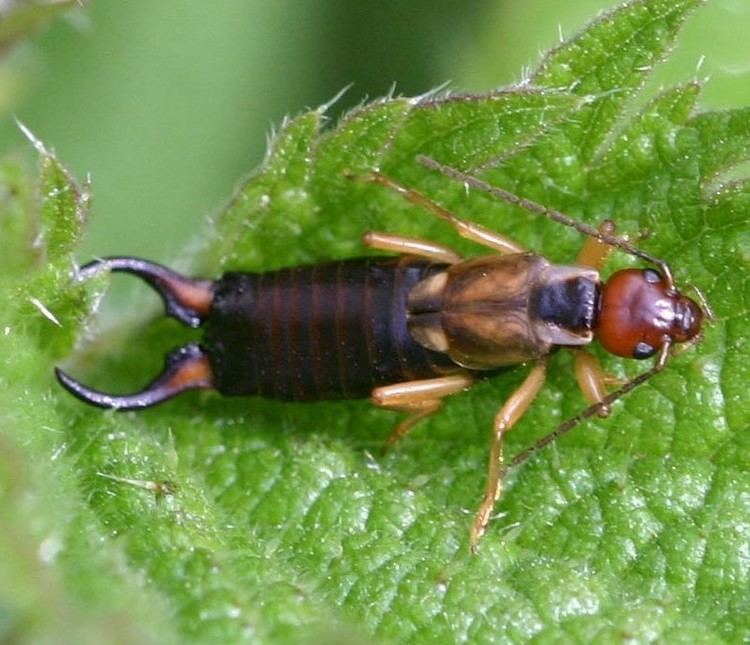 Forficula auricularia Earwig Forficula auricularia NatureSpot