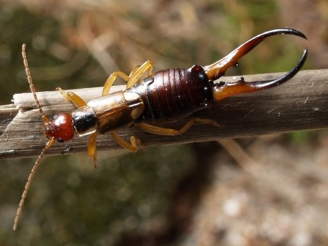 Forficula auricularia Common earwig European earwig Forficula auricularia Biopix photo