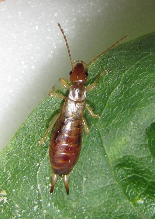 Forficula lesnei Lesne39s Earwig Forficula lesnei Scarce in Worcestershire or