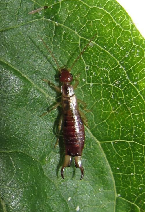 Forficula lesnei Lesne39s Earwig Forficula lesnei Scarce in Worcestershire or