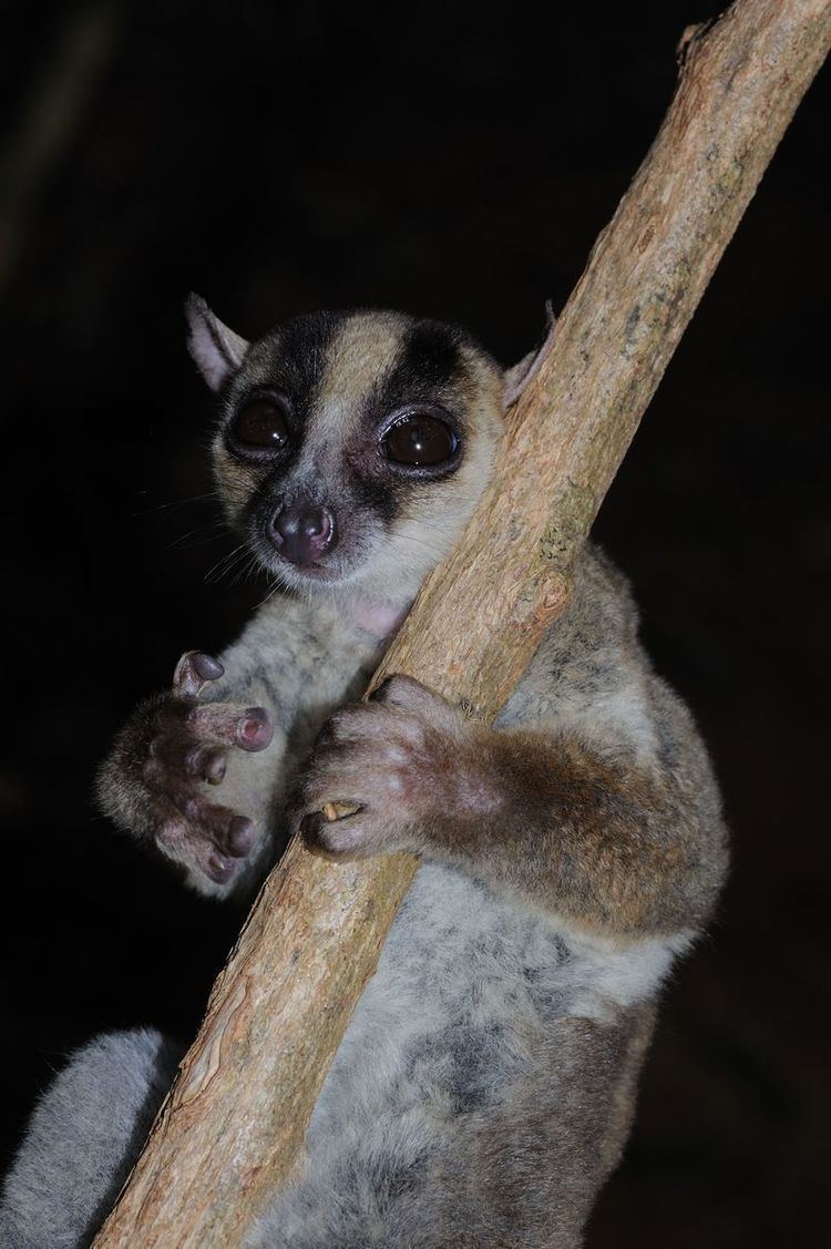 Fork-marked lemur Another addition to the Forkmarked lemur species Primatologynet
