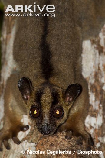 Fork-marked lemur Pale forkmarked lemur videos photos and facts Phaner pallescens