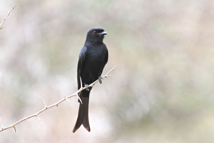 Fork-tailed drongo Wildlife Den South African Wildlife Photography Forktailed Drongo