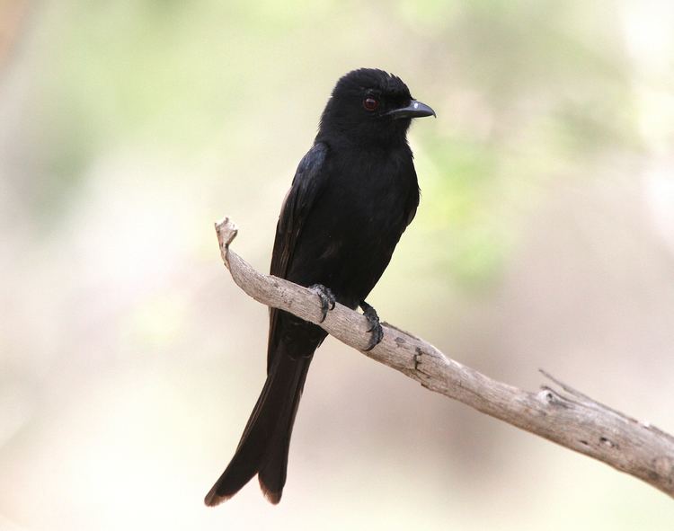 Fork-tailed drongo Forktailed Drongo Birding Media by Watkins TV Ltd