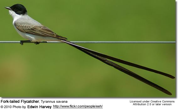 Fork-tailed flycatcher Forktailed Flycatchers Tyrannus savana