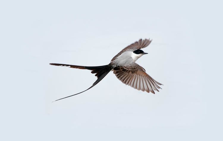 Fork-tailed flycatcher Forktailed Flycatcher Audubon Field Guide