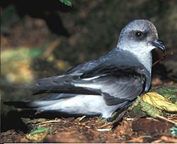 Fork-tailed storm petrel Forktailed storm petrel Wikipedia