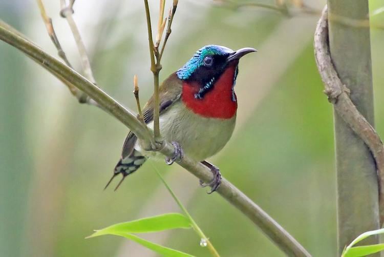 Fork tailed sunbird - Alchetron, The Free Social Encyclopedia