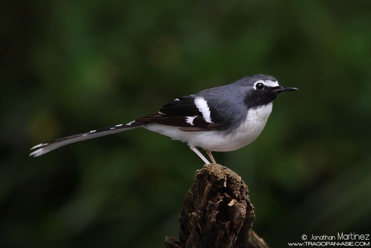 Forktail Slatybacked Forktail Enicurus schistaceus tragopanasiecom