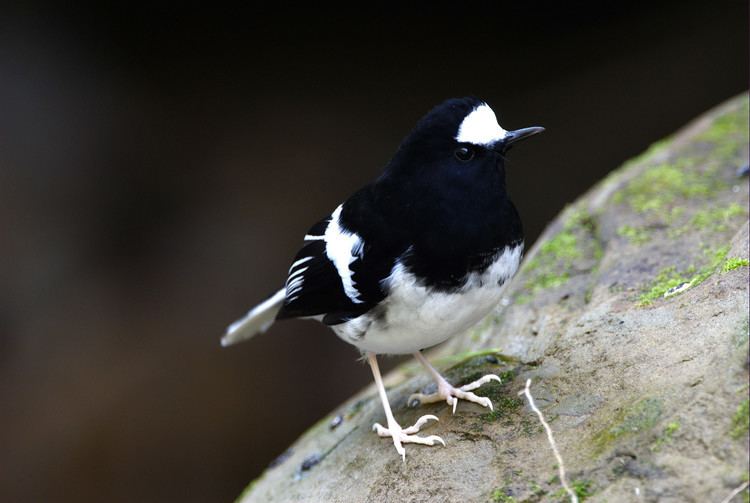 Forktail FileEnicurus scoulerijpg Wikimedia Commons