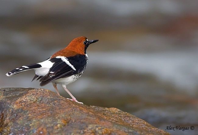 Forktail Oriental Bird Club Image Database Chestnutnaped Forktail