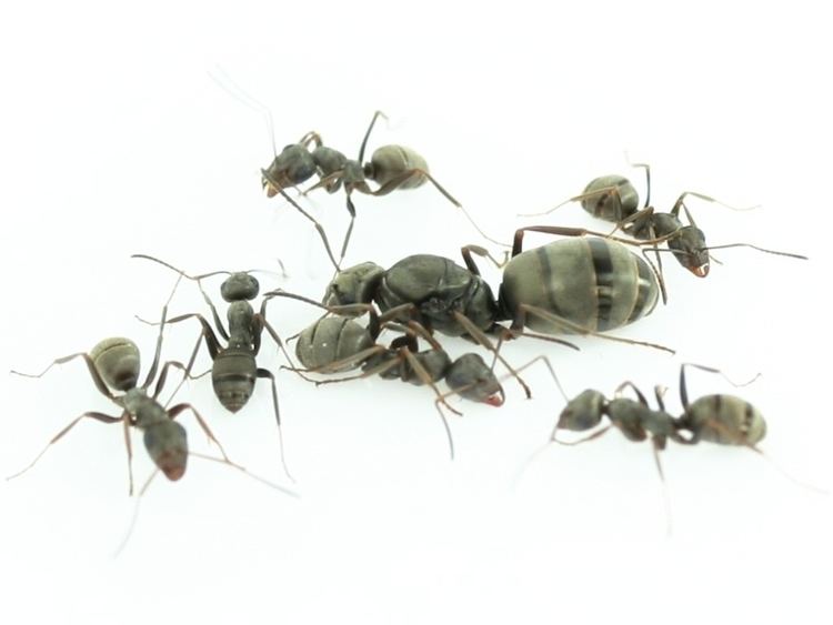 Formica cinerea ANTSTORE Ameisenshop Ameisen kaufen Formica Serviformica cinerea