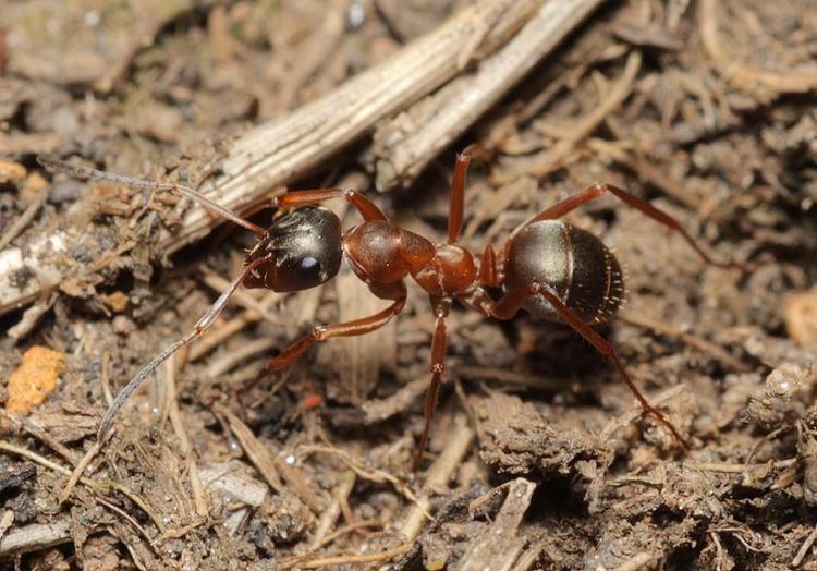 Formica cunicularia Formica cunicularia Latreille 1798 BWARS