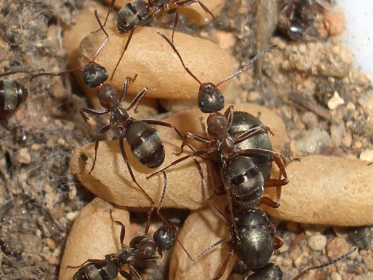 Formica cunicularia Ants Kalytta Formica Serviformica cunicularia