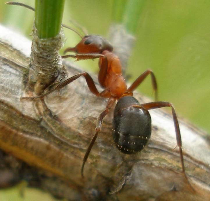 Formica exsecta Narrowheaded ant Buglife
