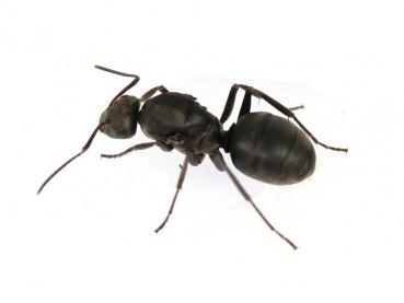 Formica japonica ANTSTORE Ameisenshop Ameisen kaufen Formica japonica