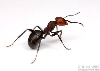 Formica obscuripes Alex Wild Photography Photo Keywords ants ant