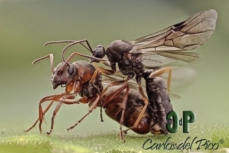 Formica rufibarbis Formica rufibarbis couple Ant couple Carlos Del Pico Flickr
