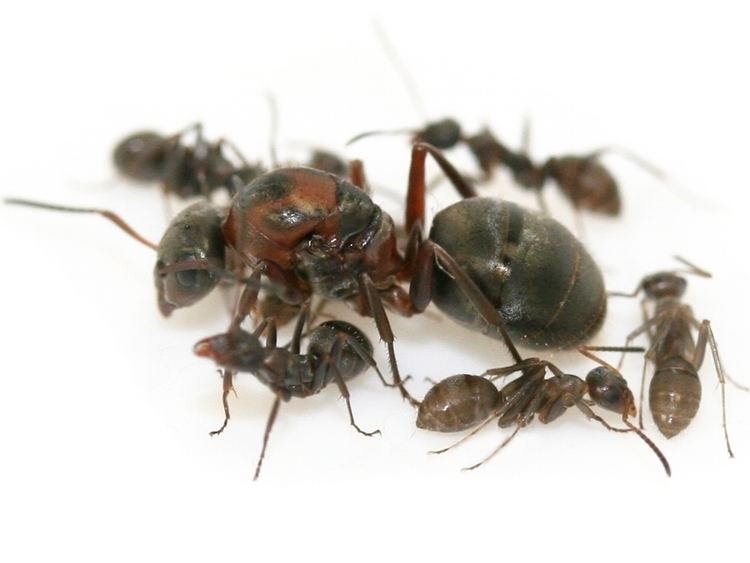 Formica rufibarbis ANTSTORE Ameisenshop Ameisen kaufen Formica Serviformica