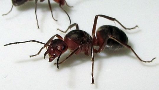 Formica yessensis Formica yessensis Queen 20140606 Korean ants Gallery