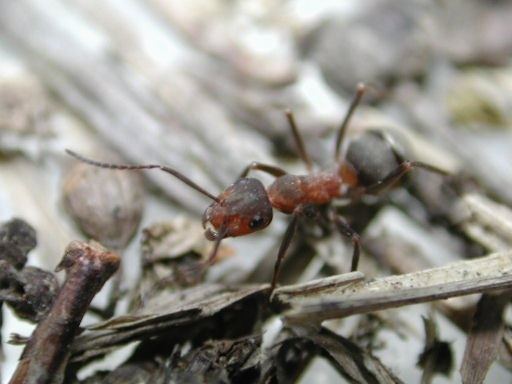 Formica yessensis Kazita39s Ant Photographs Many Japanese Species in Archived Anting
