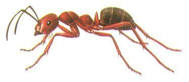 Formica yessensis GAKKEN39S PHOTO ENCYCLOPEDIA quotANTSquot Ant species 2